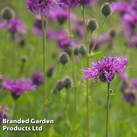 Centaurea nigra