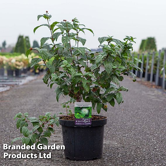 Cephalanthus occidentalis 'Fiber Optics'