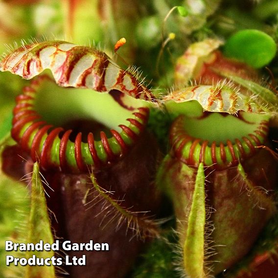 Cephalotus follicularis