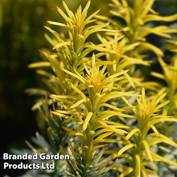 Cephalotaxus harringtonia 'Korean Gold'