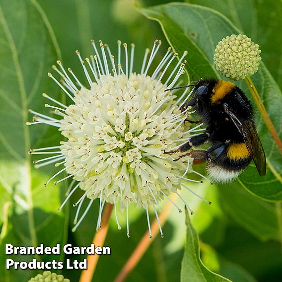 Cephalanthus 'Magical Moonlight'