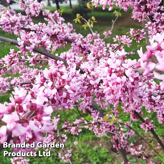 Cercis chinensis 'Avondale'