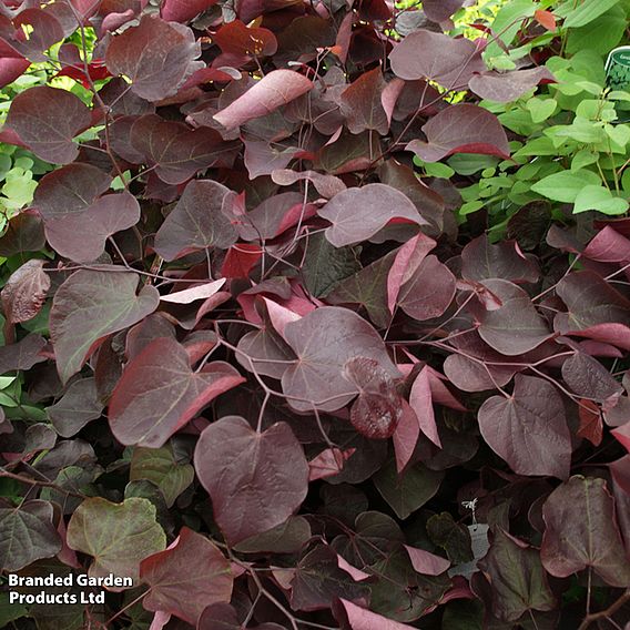 Cercis canadensis 'Forest Pansy'