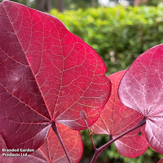 Cercis canadensis 'Forest Pansy'