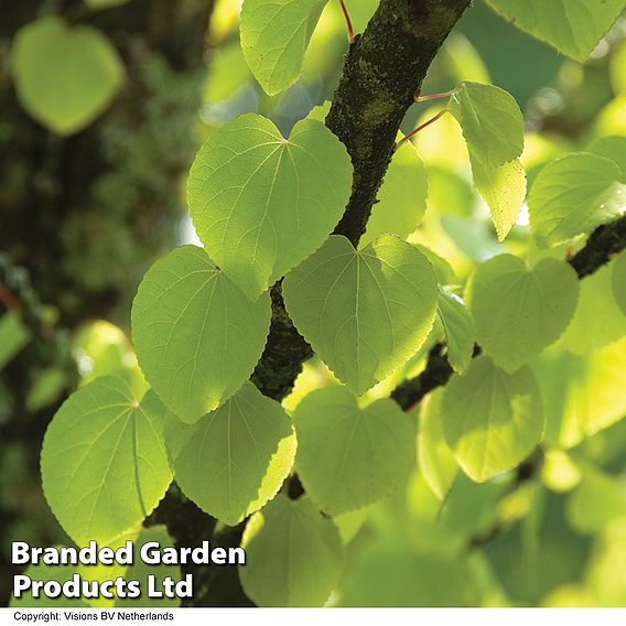 Cercidiphyllum japonicum