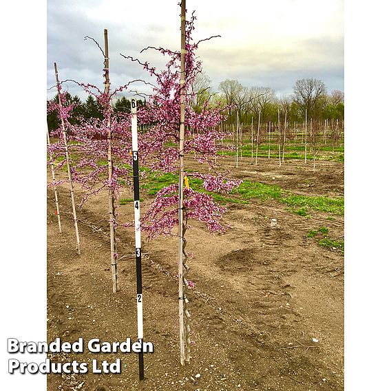 Cercis canadensis 'Zig Zag'