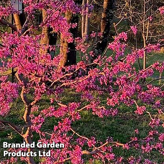 Cercis canadensis 'Zig Zag'