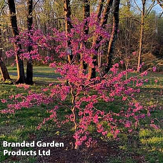 Cercis canadensis 'Zig Zag'