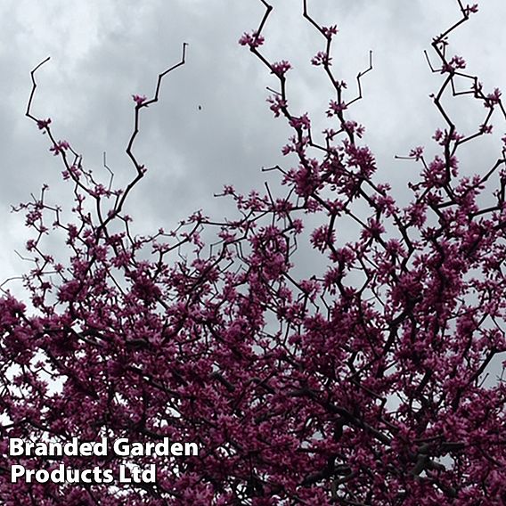 Cercis canadensis 'Zig Zag'