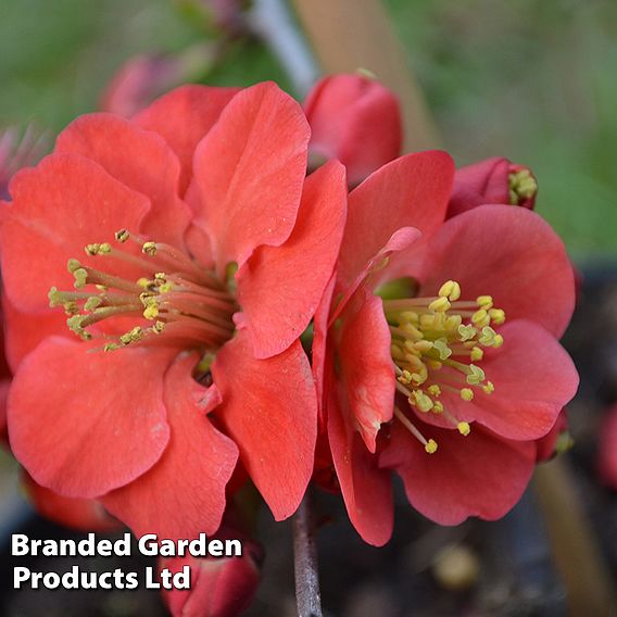 Chaenomeles x superba 'Elly Mossel'