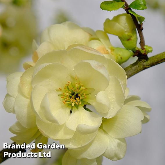 Chaenomeles speciosa 'Lemon Sorbet'