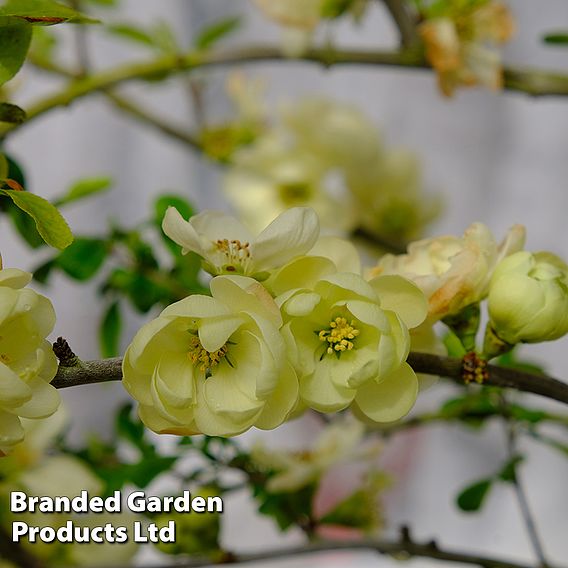 Chaenomeles speciosa 'Lemon Sorbet'