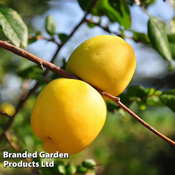 Chaenomeles speciosa 'Nivalis'