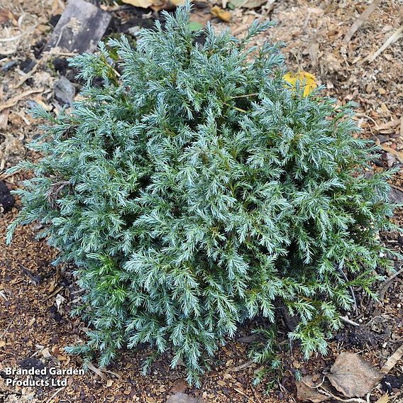 Chamaecyparis pisifera 'Blue Moon'