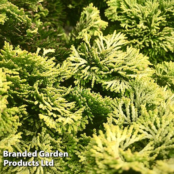 Chamaecyparis obtusa 'Butterball'