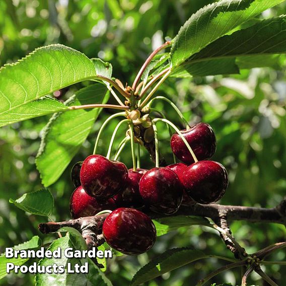 Fruit Tree Trio (Mini Fruit Tree)