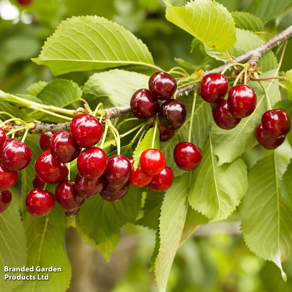 Patio Fruit Tree Trio