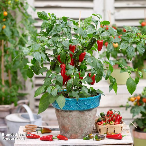 Chilli Pepper 'Baby Jalapeno' (Patio Pepper)