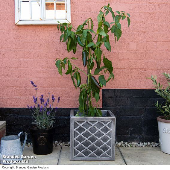 Chilli Pepper 'Giant Jalapeno'