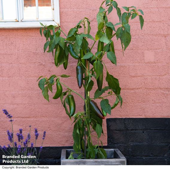 Chilli Pepper 'Giant Jalapeno'