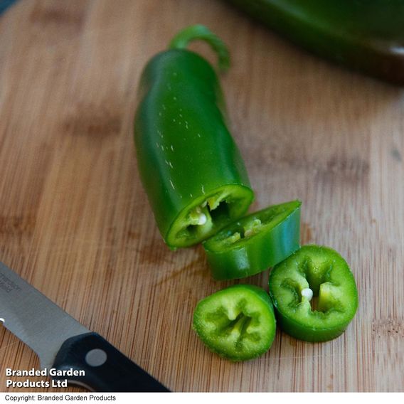 Chilli Pepper 'Giant Jalapeno'