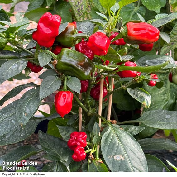 Chilli Pepper 'Hot Pot'