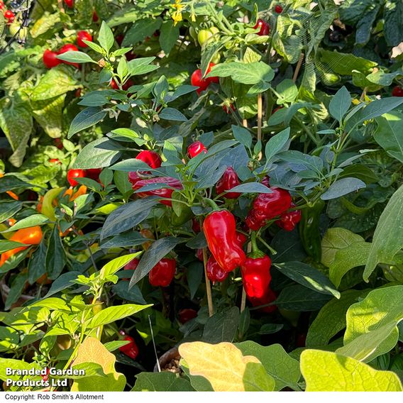 Chilli Pepper 'Hot Pot'