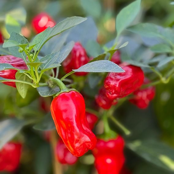 Chilli Pepper 'Hot Pot'