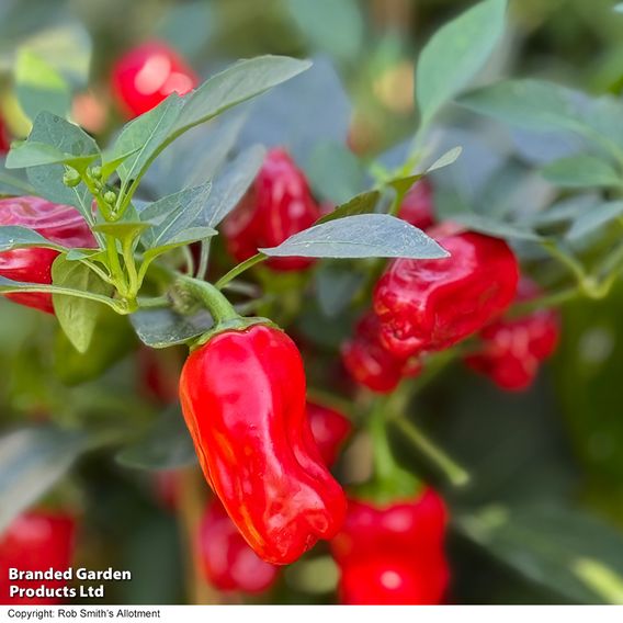 Chilli Pepper 'Hot Pot'