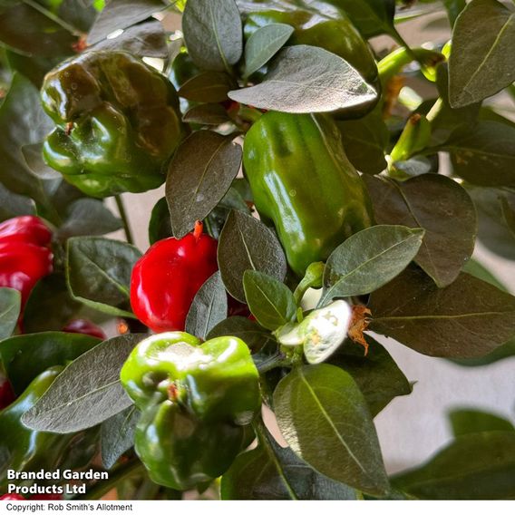 Chilli Pepper 'Hot Pot'