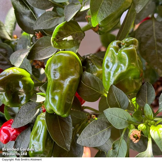 Chilli Pepper 'Hot Pot'