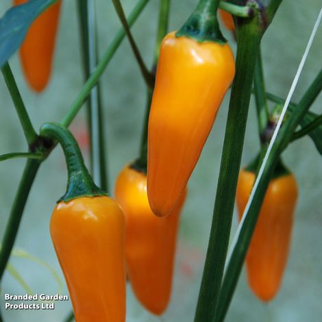 Chilli Pepper 'Golden Jalapeno' - Seeds