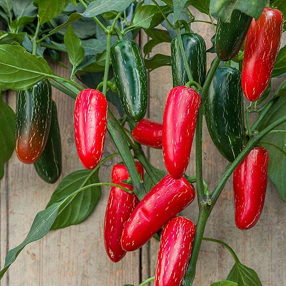 Chilli Pepper 'Nadapeno' - Seeds