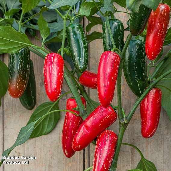 Chilli Pepper 'Nadapeno' - Seeds