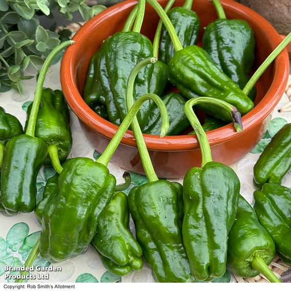 Chilli Pepper 'Padron'