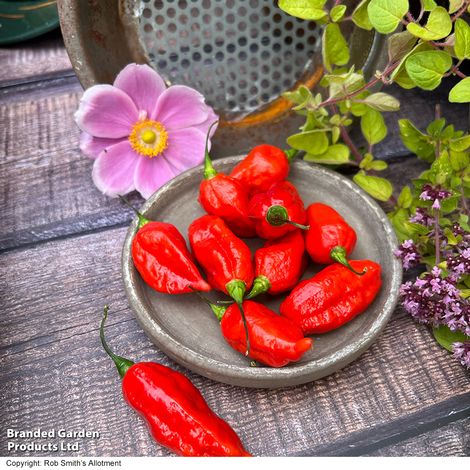 Chilli Pepper 'Pit Viper Naga' - Seeds