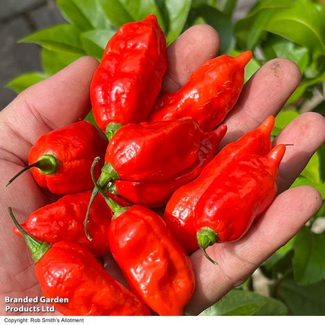 Chilli Pepper 'Pit Viper Naga' - Seeds