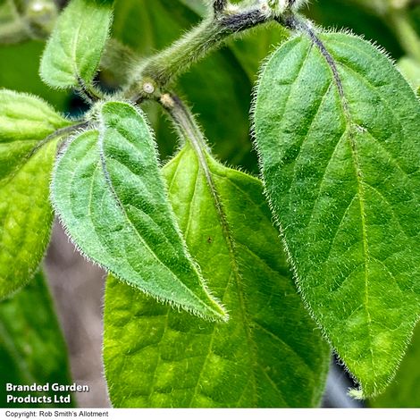 Chilli Pepper 'Scallywag' - Seeds