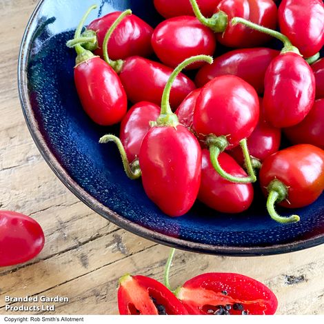 Chilli Pepper 'Scallywag' - Seeds