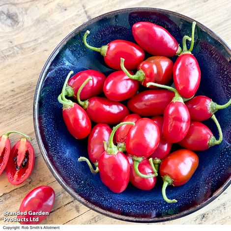 Chilli Pepper 'Scallywag' - Seeds