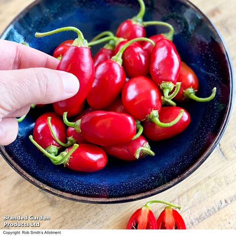 Chilli Pepper 'Scallywag' - Seeds