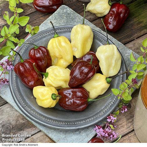 Chilli Pepper 'White Chocolate' - Seeds