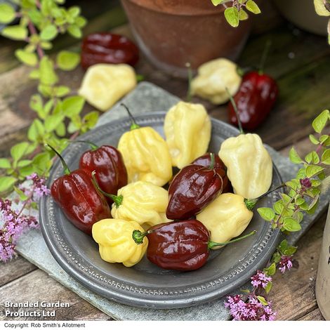 Chilli Pepper 'White Chocolate' - Seeds