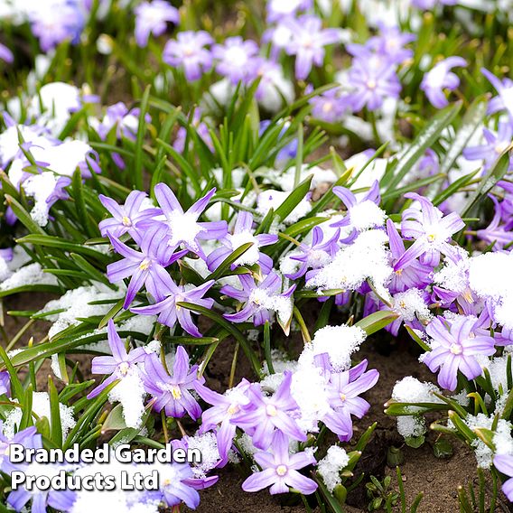 Chionodoxa luciliae 'Mixed'