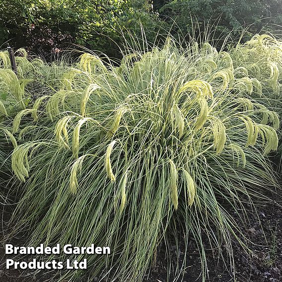 Chionochloa flavicans 'Taupo Lights'