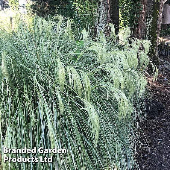 Chionochloa flavicans 'Taupo Lights'