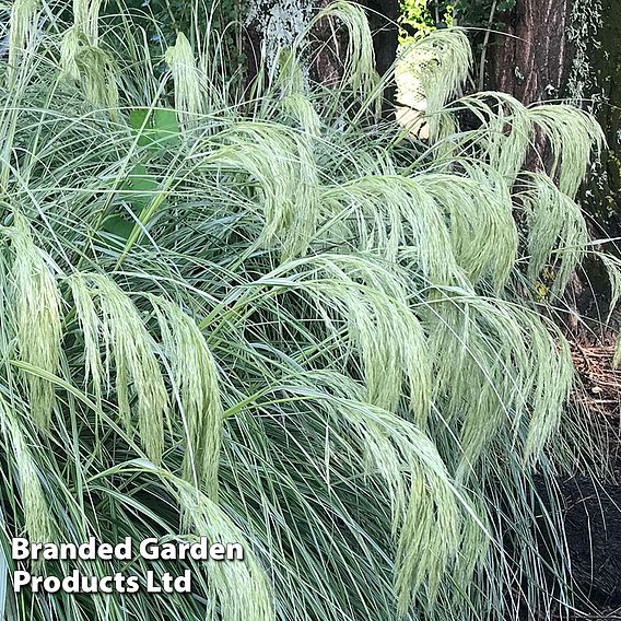 Chionochloa flavicans 'Taupo Lights'