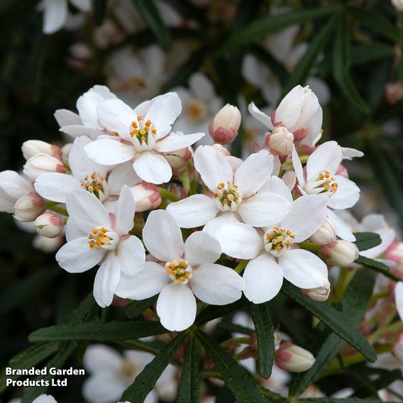 Choisya ternata 'Scented Gem'