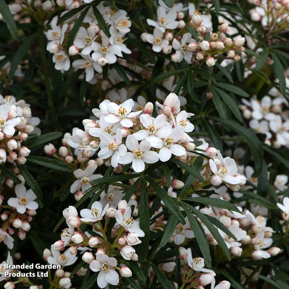 Choisya ternata 'Scented Gem'