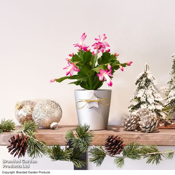 Mini Christmas Cactus in Coloured Pot